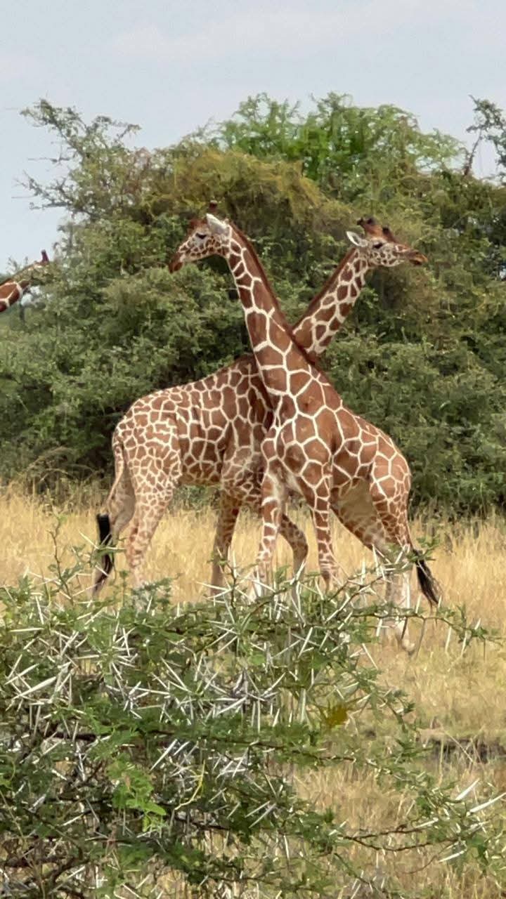 3-Day Exploring Kenya Masai Mara Safari from Nairobi gallery image
