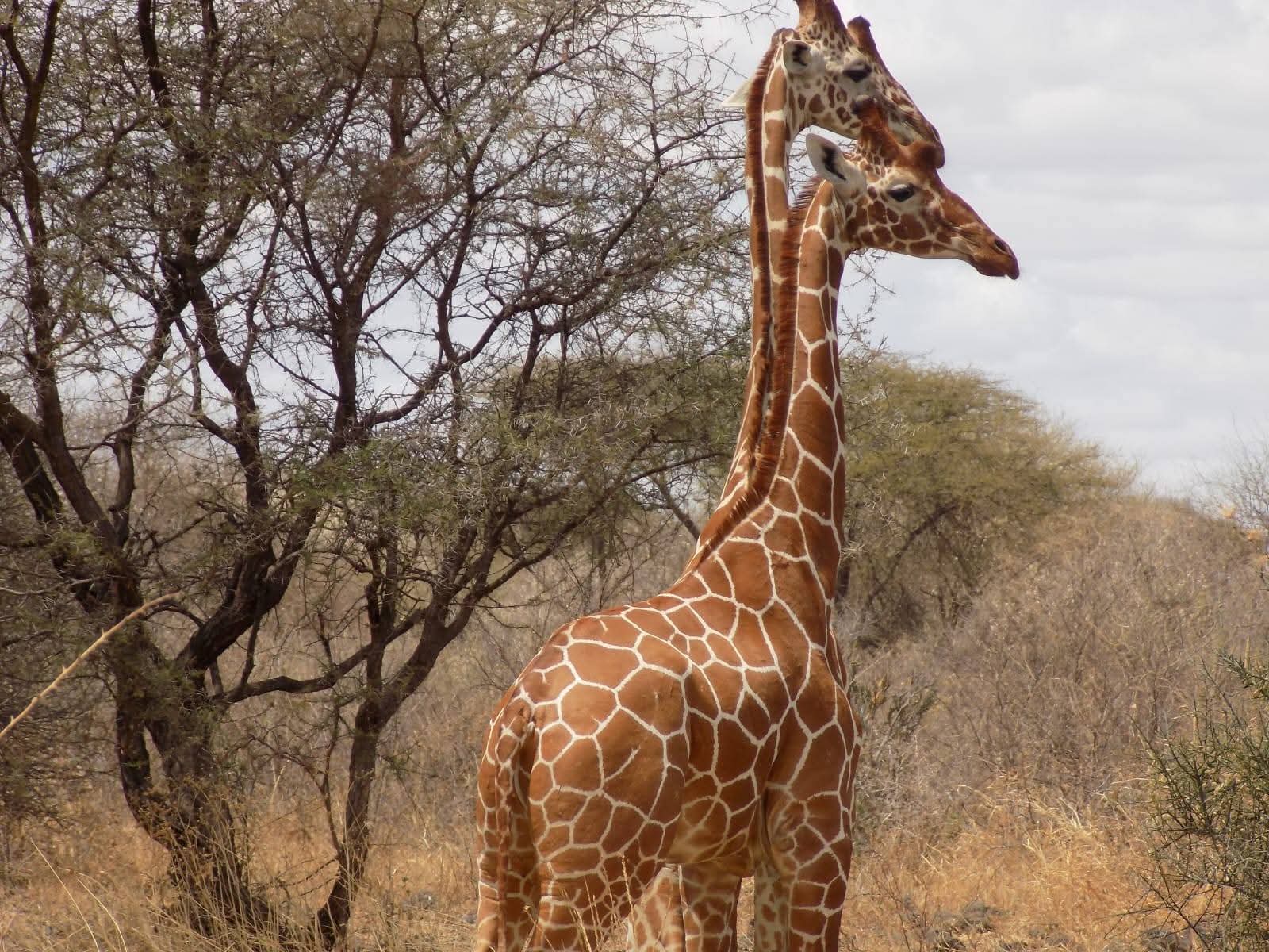 3-Day Exploring Kenya Masai Mara Safari from Nairobi gallery image