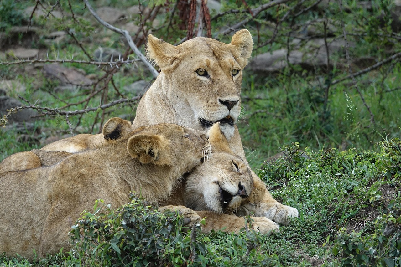 10-Day Masai Mara to Serengeti Via Isebania gallery image