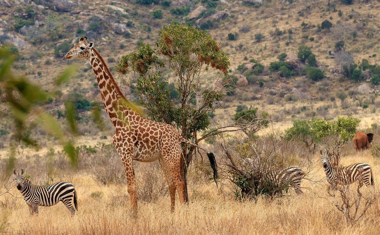 10-Day Masai Mara to Serengeti Via Isebania gallery image