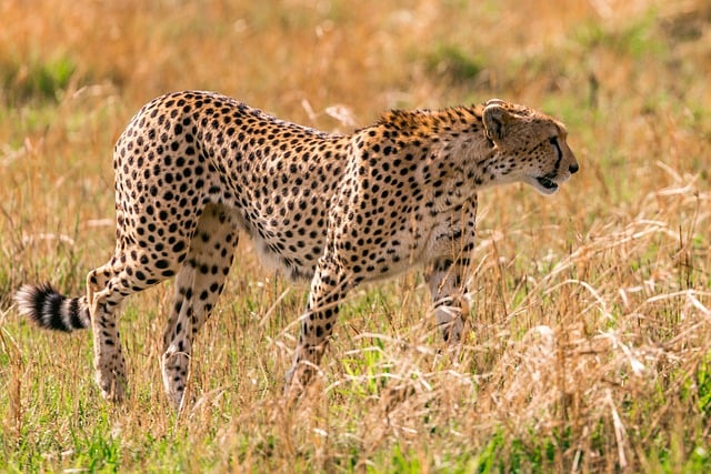 10-Day Masai Mara to Serengeti Via Isebania gallery image