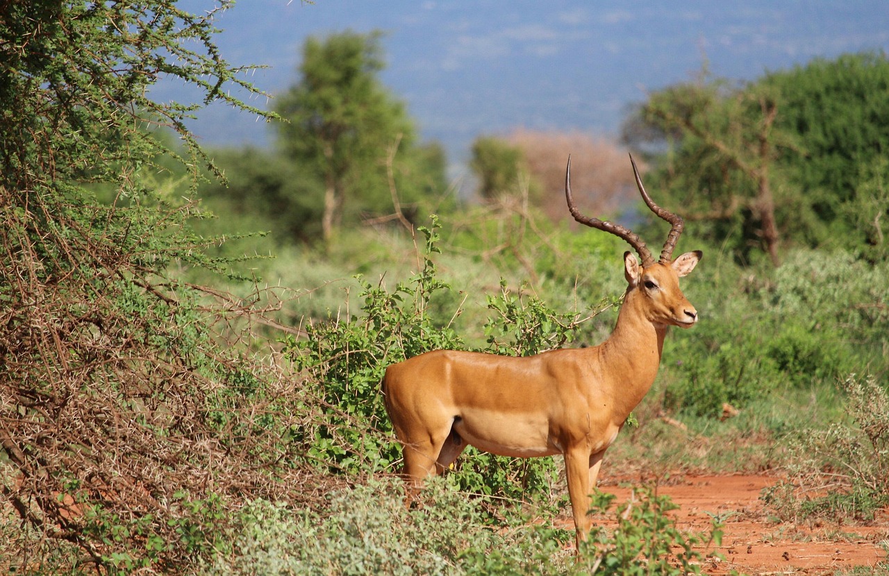 4-Day Tsavo East Untamed Wilderness Safari gallery image