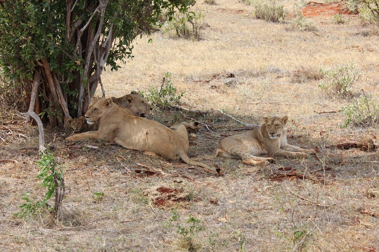 4-Day Tsavo East Untamed Wilderness Safari gallery image