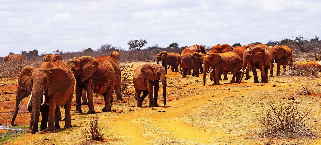 4-Day Tsavo East Untamed Wilderness Safari gallery image