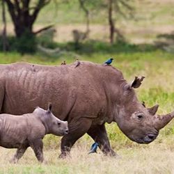1-Day Lake Nakuru National Park Tour gallery image