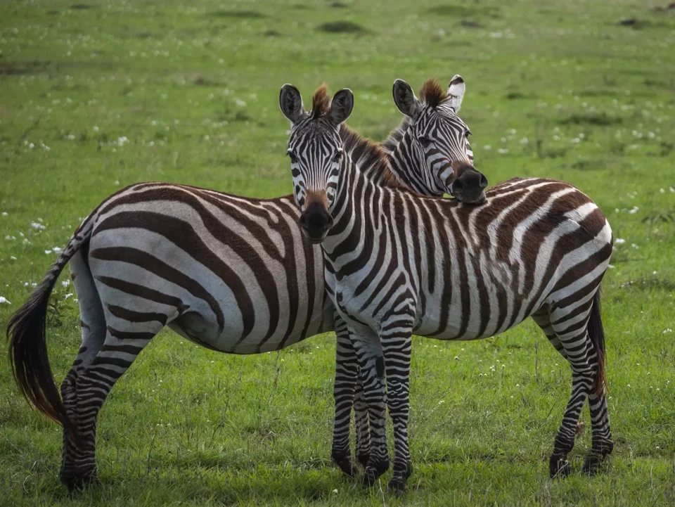1-Day Lake Nakuru National Park Tour gallery image