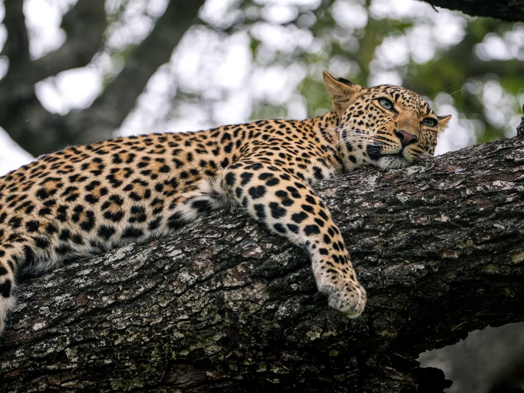 1-Day Lake Nakuru National Park Tour gallery image