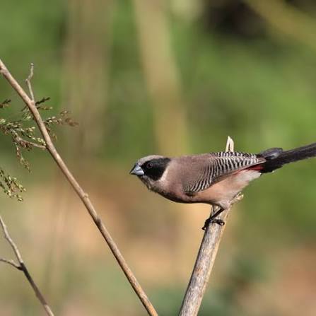 1-Day Lake Nakuru National Park Tour