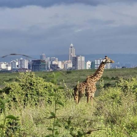 1-Day Nairobi National Park Day Tour