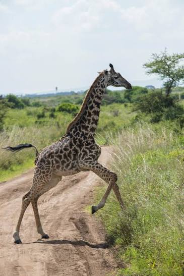 1-Day Nairobi National Park Day Tour gallery image