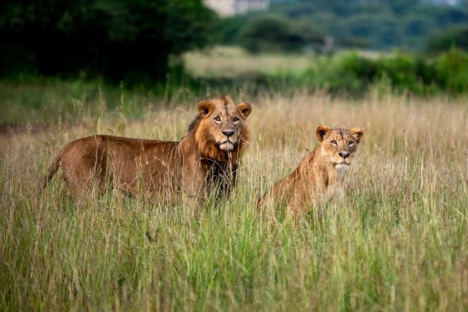 1-Day Nairobi National Park Day Tour gallery image