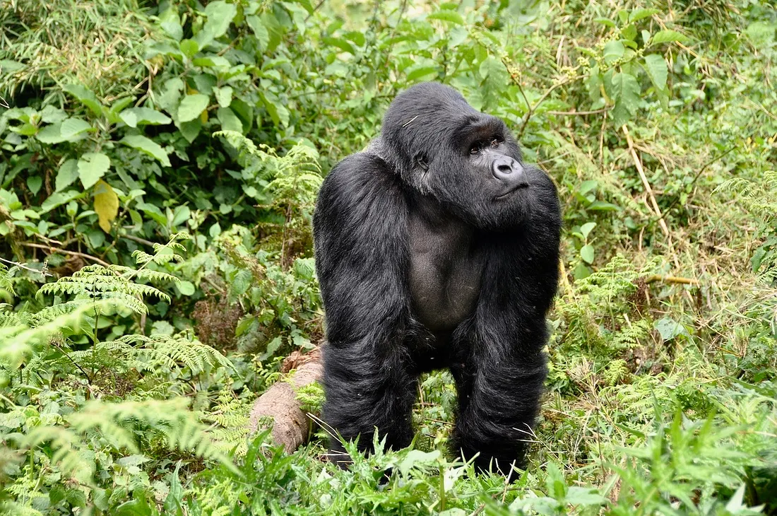 3-Day Rwanda Uganda Gorilla Trekking Tour