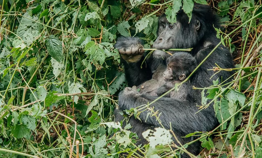 3-Day Rwanda Uganda Gorilla Trekking Tour gallery image