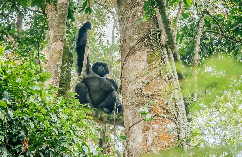 3-Day Rwanda Uganda Gorilla Trekking Tour gallery image