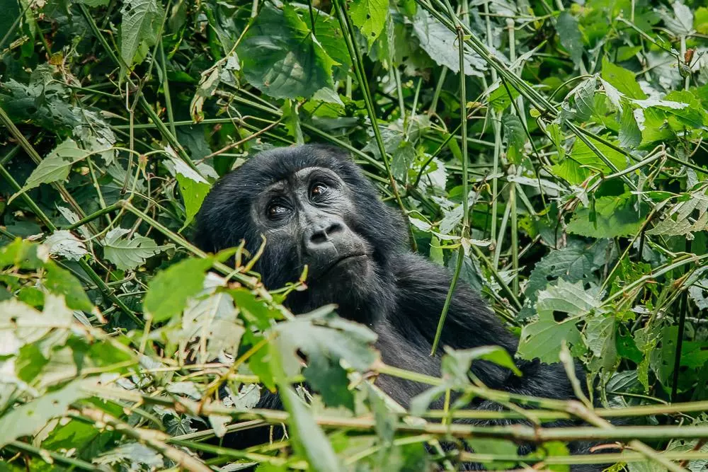 3-Day Rwanda Uganda Gorilla Trekking Tour gallery image