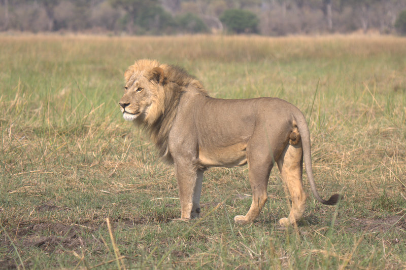 11-Day Elephant Safari Experience