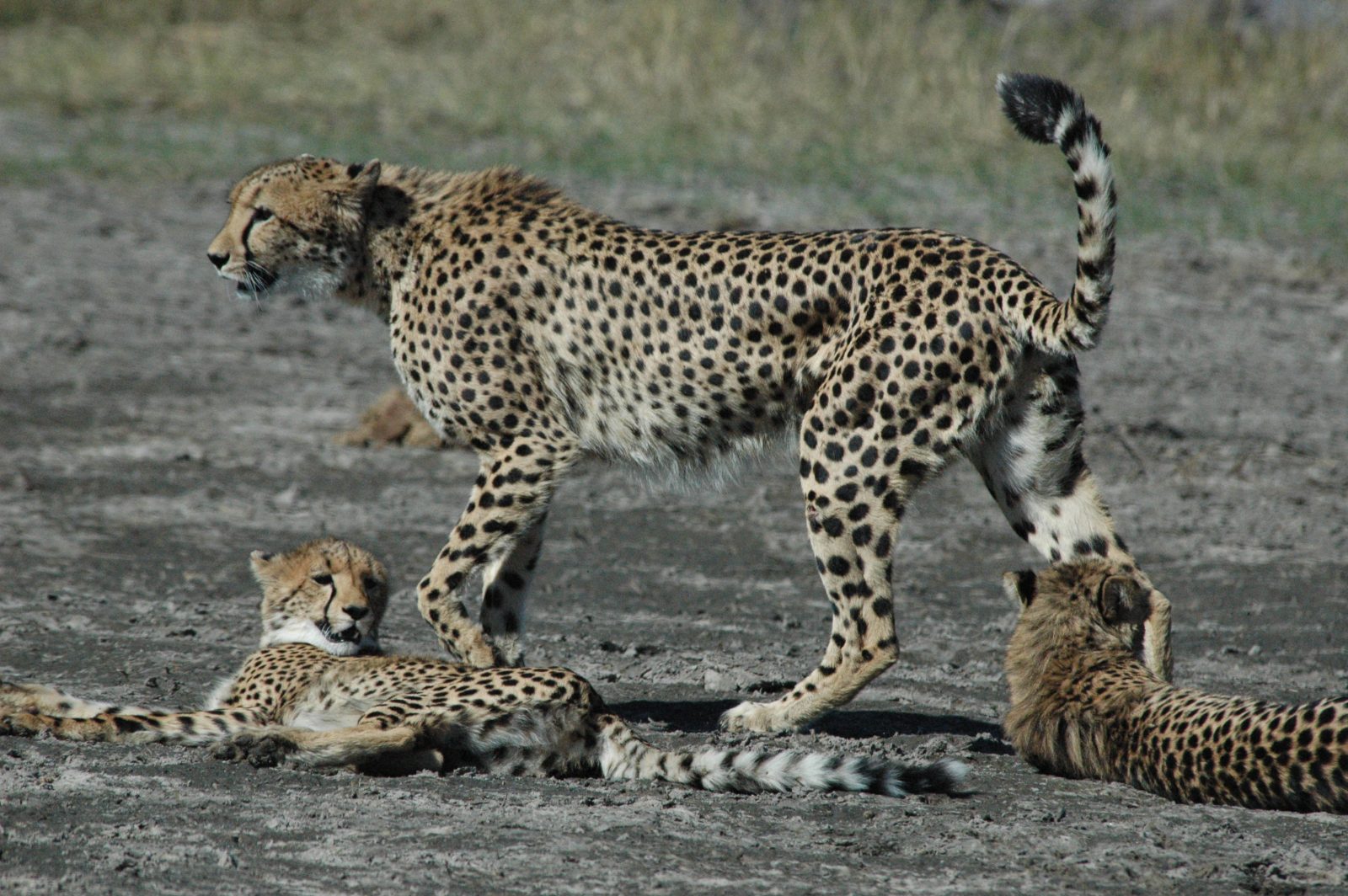 11-Day Elephant Safari Experience gallery image