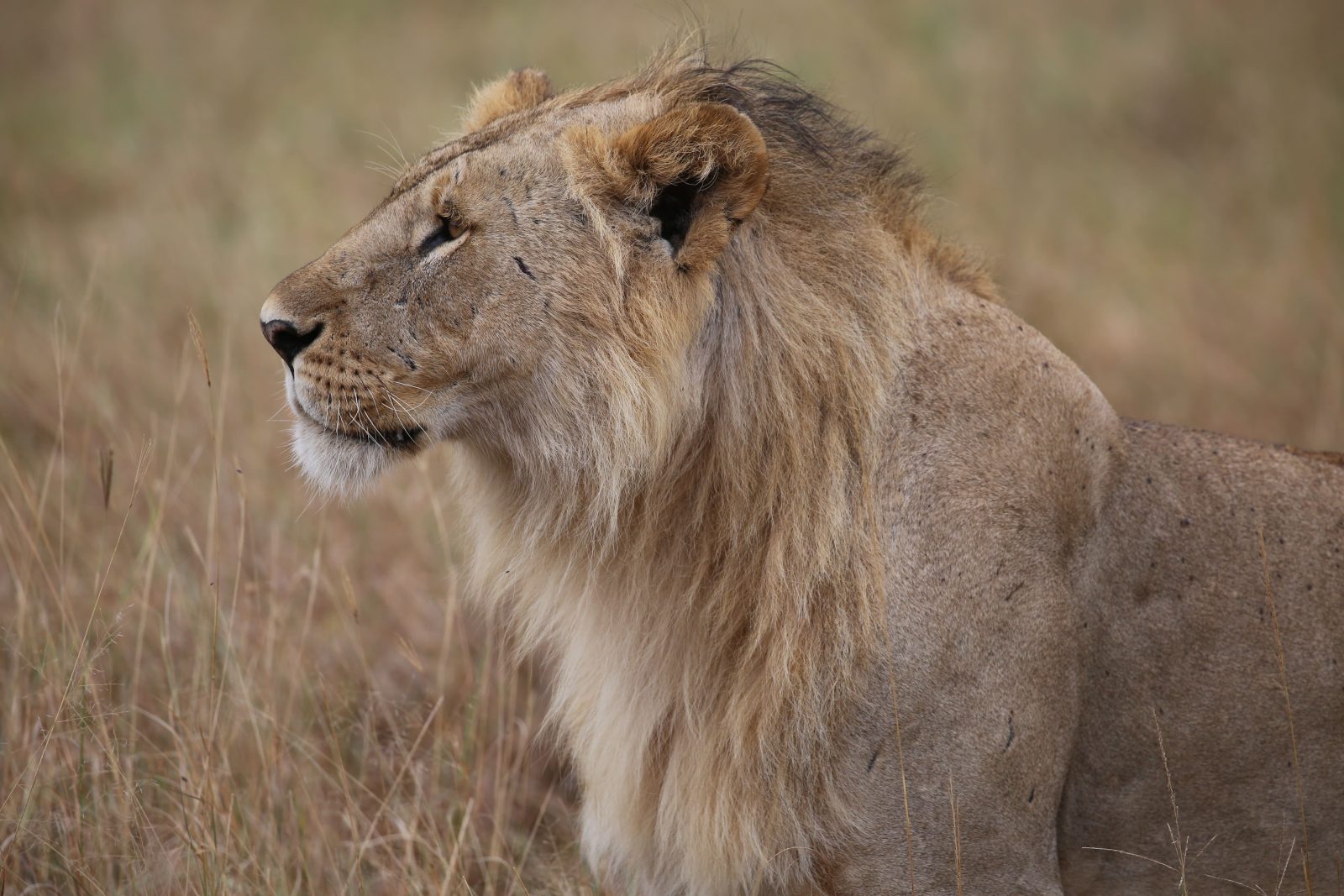3-Day Maasai Mara Adventure Safari gallery image