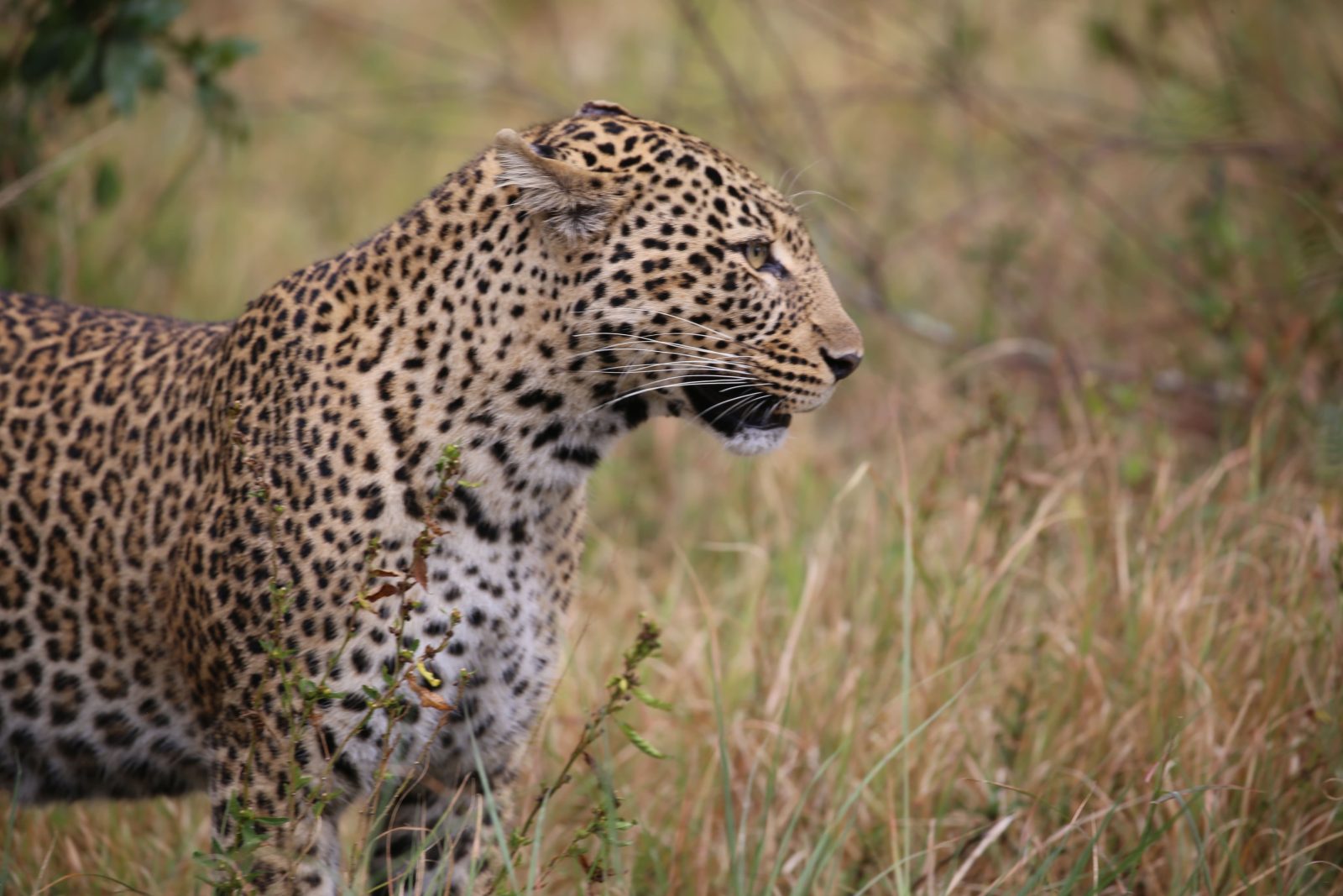3-Day Maasai Mara Adventure Safari gallery image