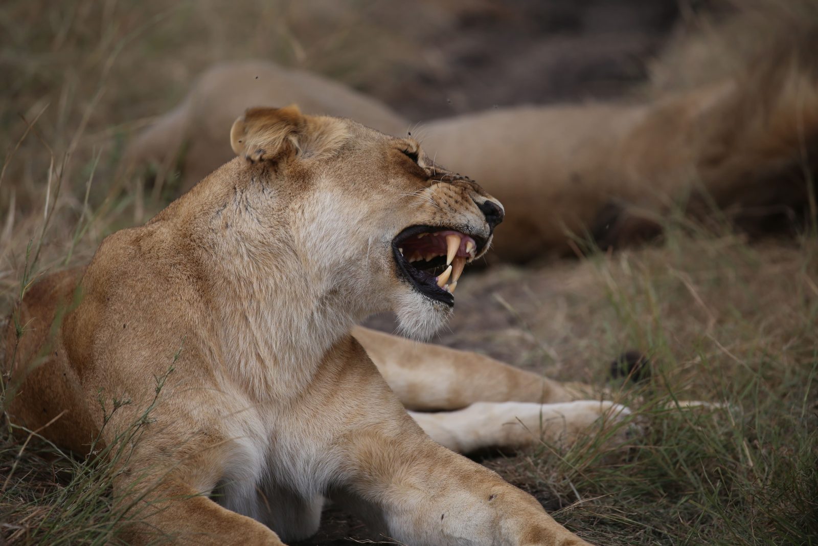 3-Day Maasai Mara Adventure Safari