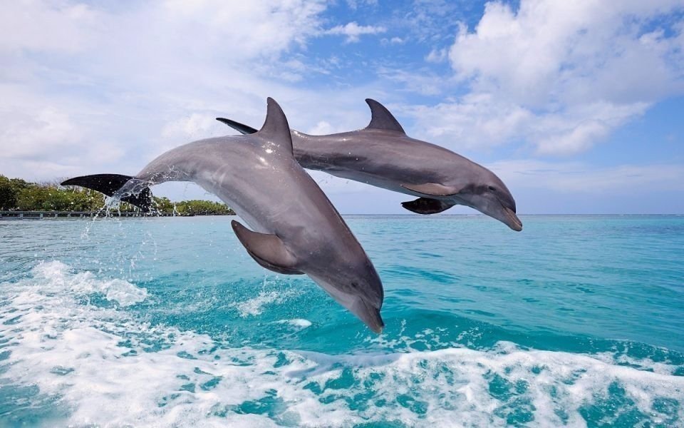 4-Day Zanzibar Safari Blue & Stone Town gallery image