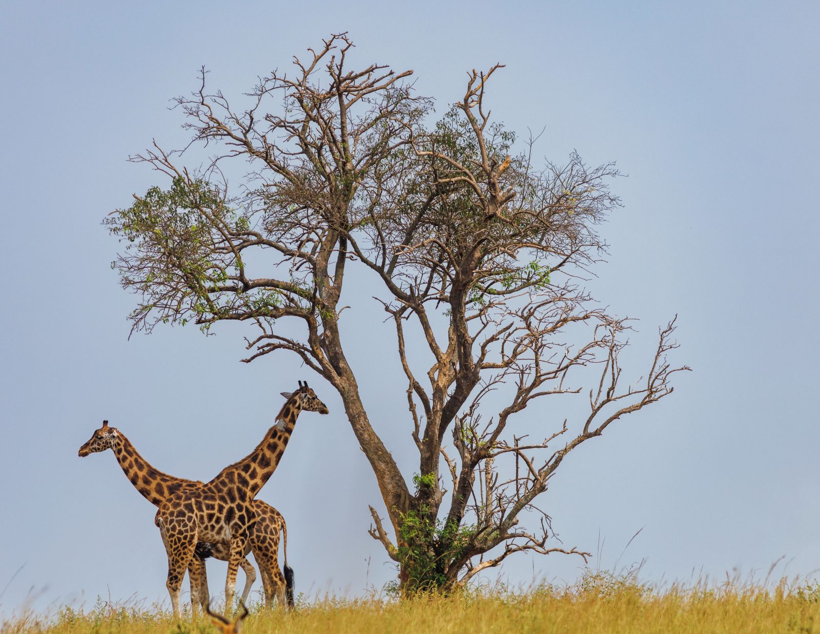 6-Day Blissful Adventure-Mara, Nakuru, Amboseli gallery image