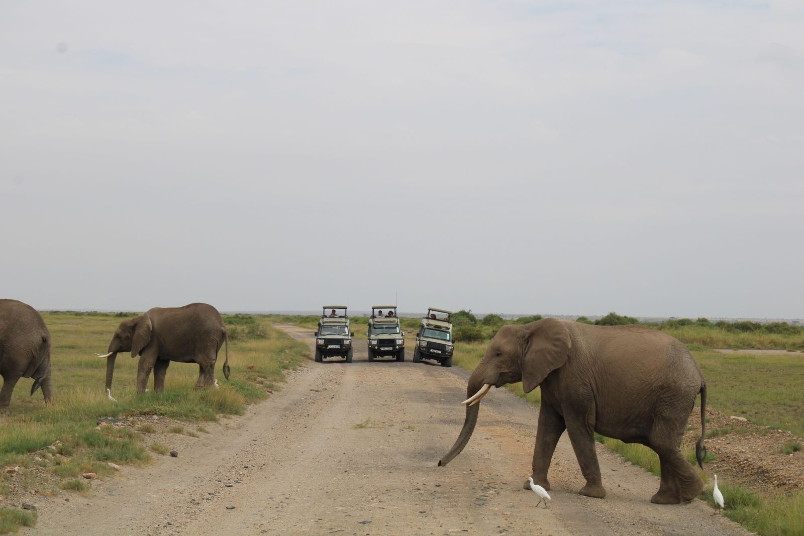 6-Day Blissful Adventure-Mara, Nakuru, Amboseli gallery image