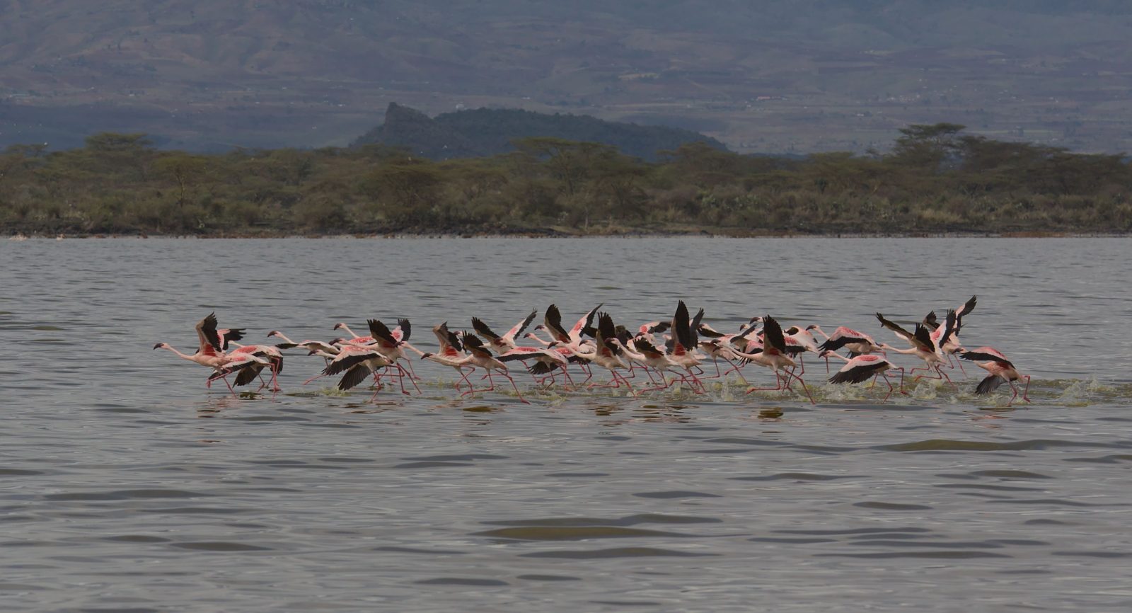 6-Day Blissful Adventure-Mara, Nakuru, Amboseli gallery image