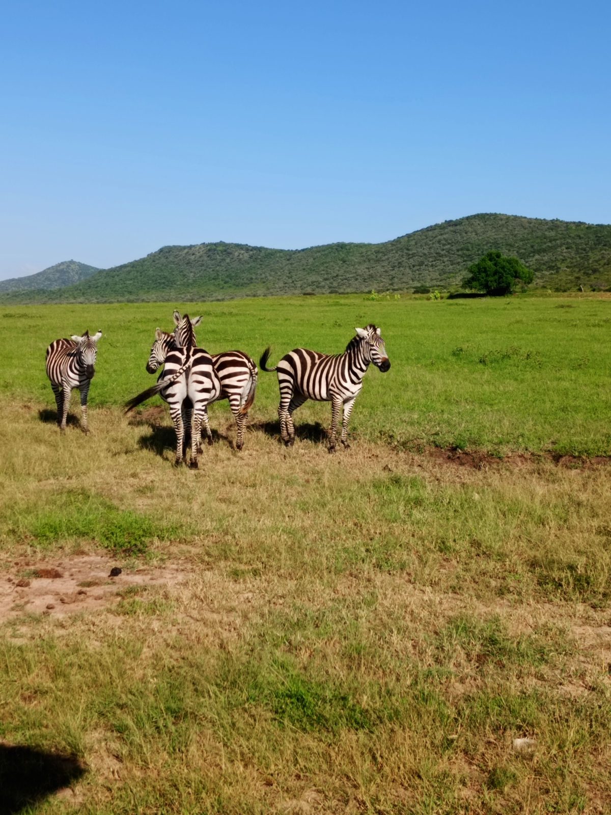 14-Day Kenya and Tanzania Combined Group Tour