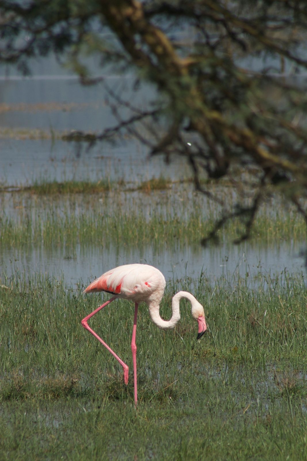 7-Day Amazing Kenya Safari gallery image