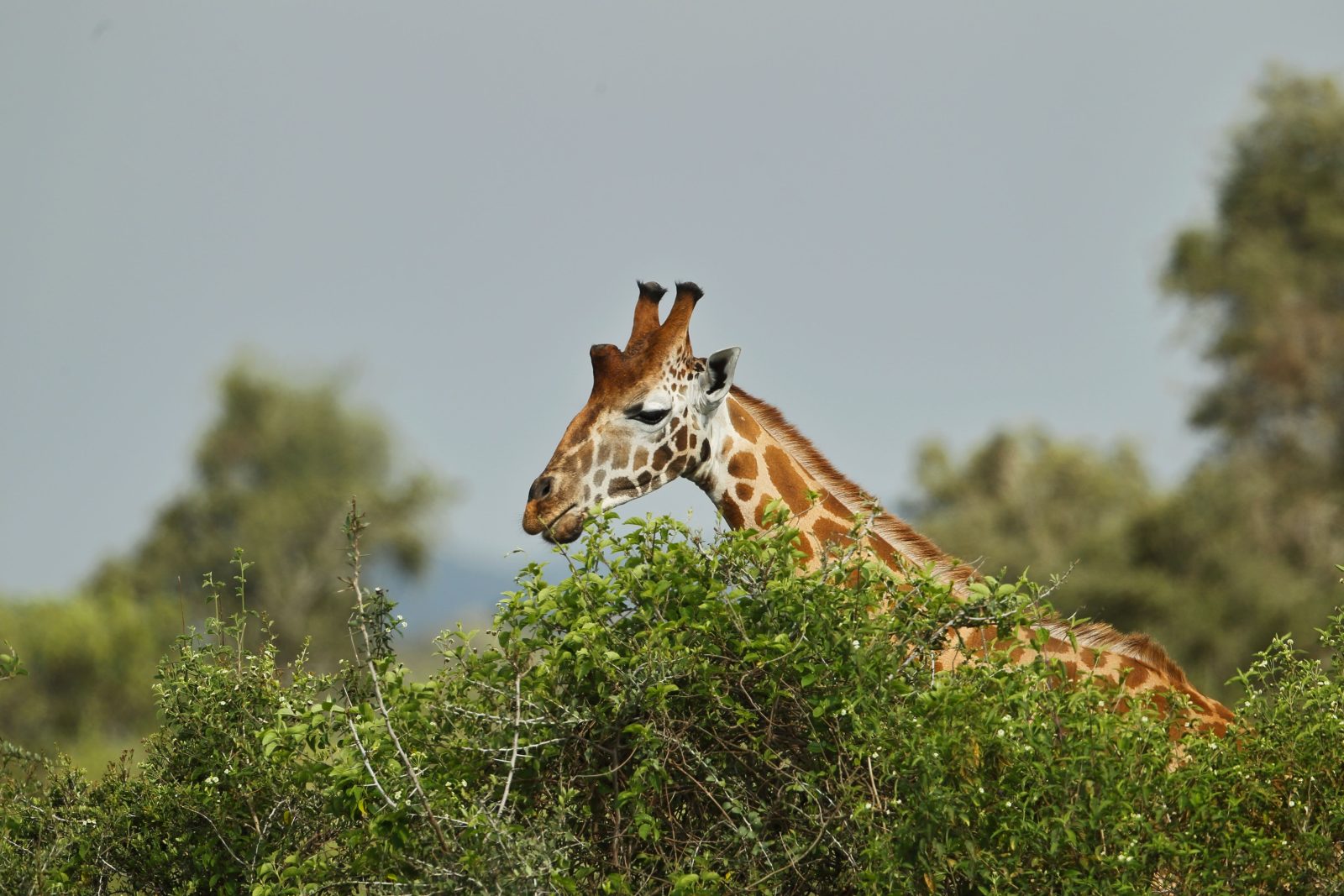 7-Day Amazing Kenya Safari gallery image