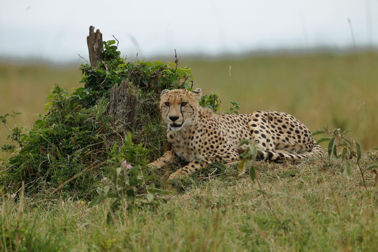 7-Day Amazing Kenya Safari gallery image