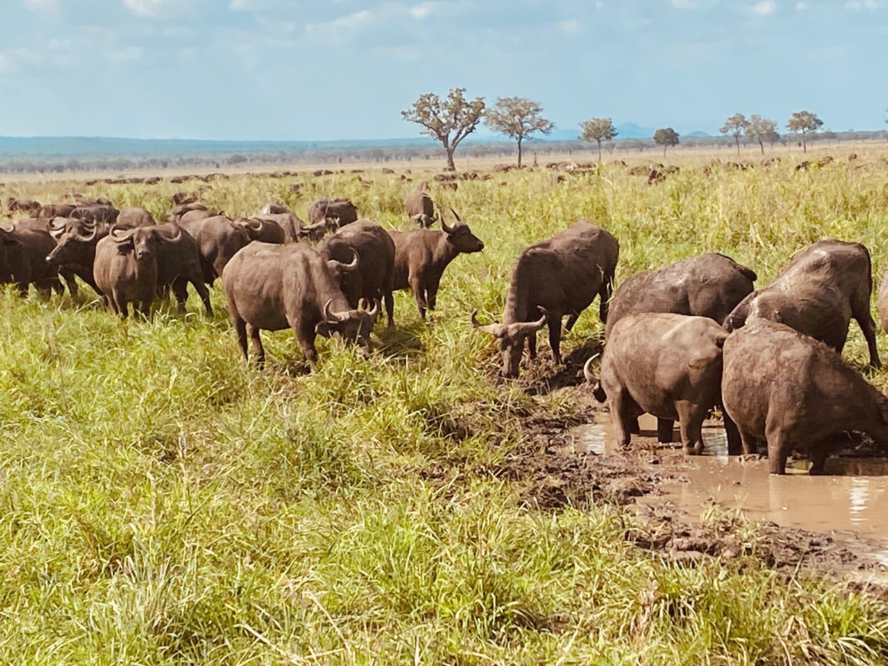 4-Day Nyerere (selous) Park Safari from Dar Es Salaam gallery image