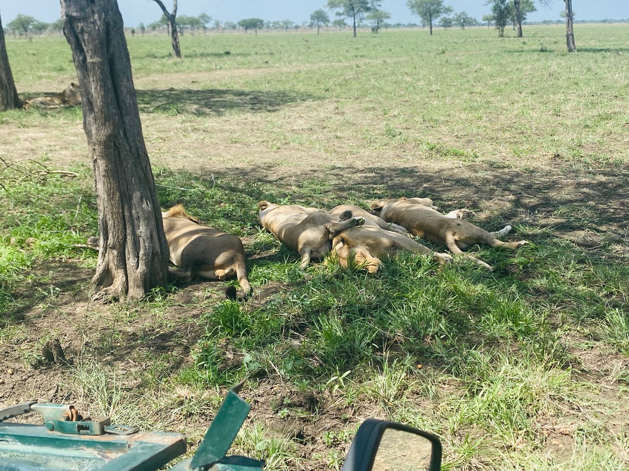 4-Day Nyerere (selous) Park Safari from Dar Es Salaam gallery image