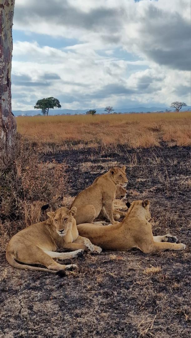 4-Day Nyerere (selous) Park Safari from Dar Es Salaam gallery image
