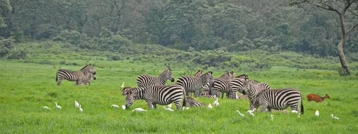 2-Day Arusha National Park Walking Safari+Materuni Waterfall gallery image