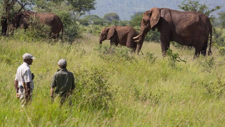 2-Day Arusha National Park Walking Safari+Materuni Waterfall gallery image