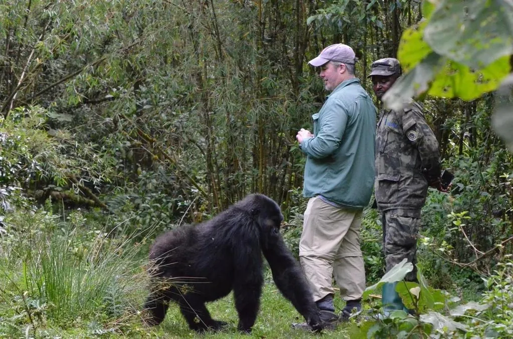 2-Day Gorilla Trekking Safari in Rwanda gallery image