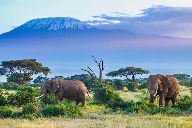 1-Day Amboseli National Park Day Tour From Nairobi