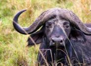 1-Day Amboseli National Park Day Tour From Nairobi gallery image