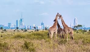 1-Day Amboseli National Park Day Tour From Nairobi gallery image