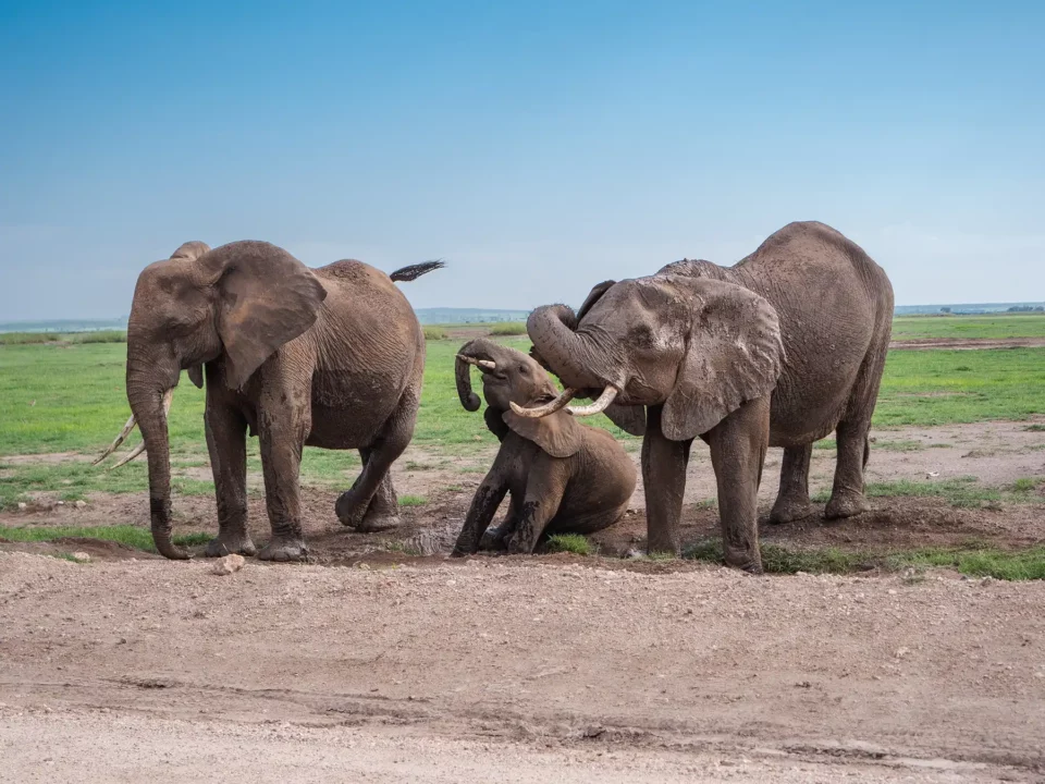1-Day Amboseli National Park Day Tour From Nairobi gallery image