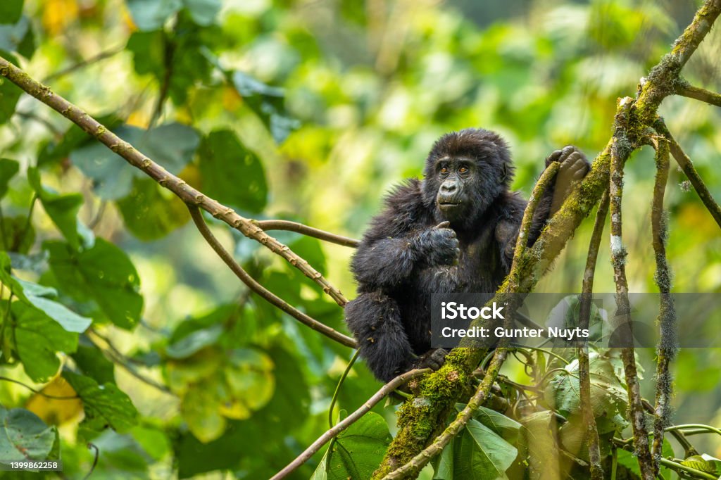 7-Day Gorilla and Wildlife Safari gallery image