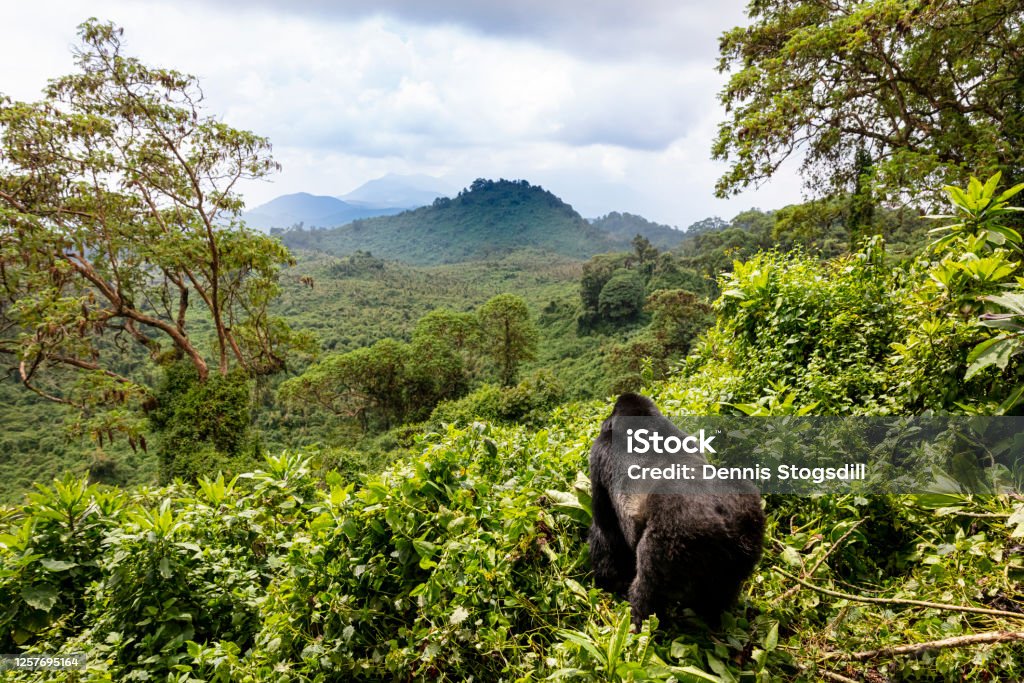 7-Day Gorilla and Wildlife Safari gallery image