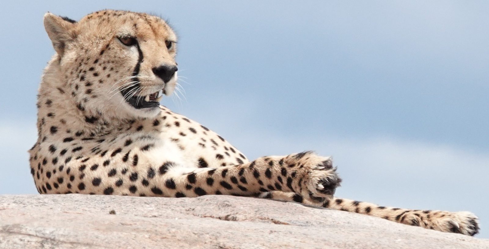 4-Day Classic Luxury Serengeti Fly-In Escape with Balloon