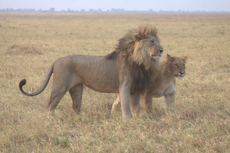 11-Day Elephant Safari Experience gallery image