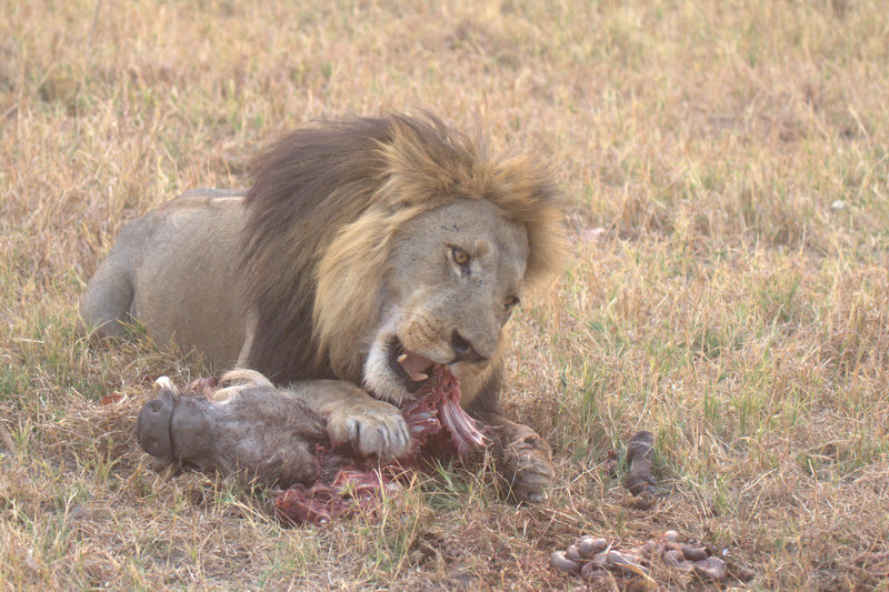 11-Day Elephant Safari Experience gallery image
