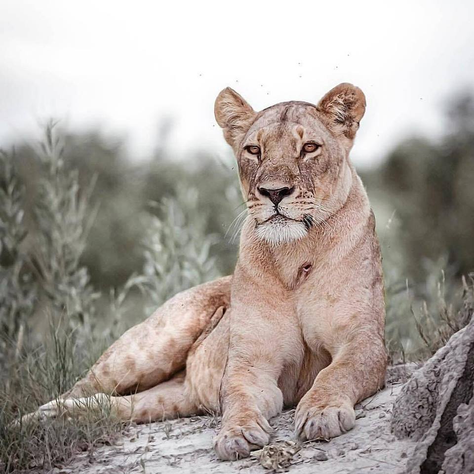 4-Day The Big Five Wildness Quest gallery image