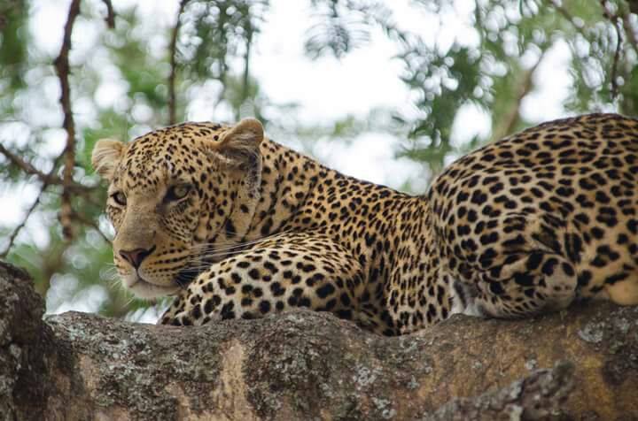 4-Day The Big Five Wildness Quest gallery image