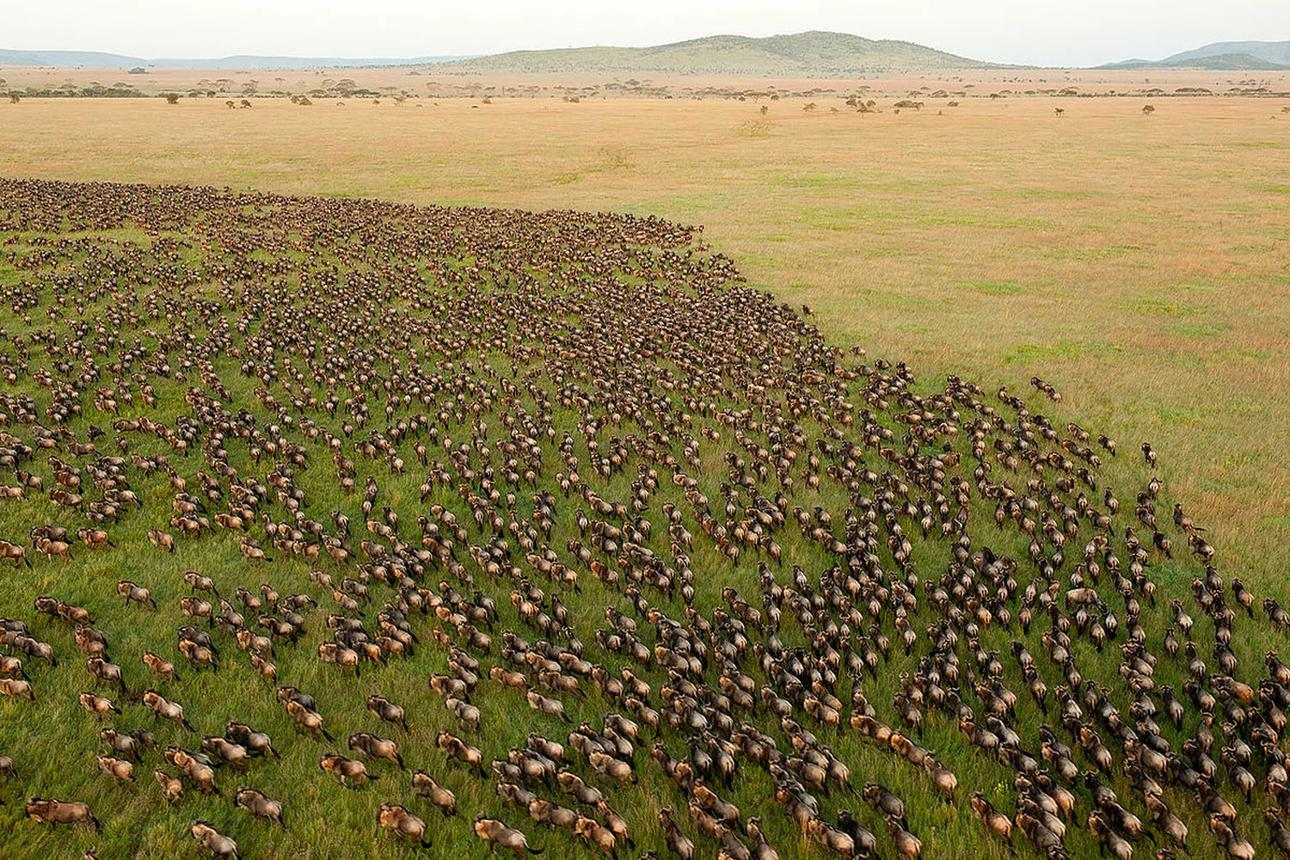 6-Day The Great Serengeti Migrations Encounter gallery image